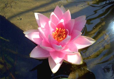 Seerose